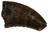 Serrated, Theropod (Raptor) Tooth - Judith River Formation #300186-1